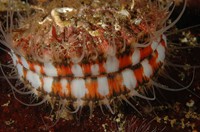 Scallop